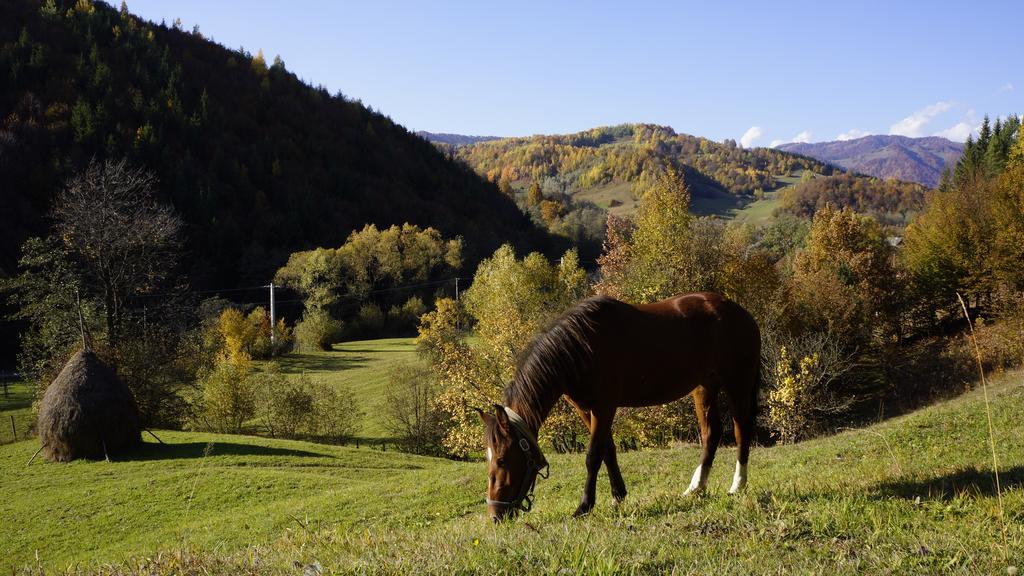 Woodenhouse Maramures Vişeu de Sus Zewnętrze zdjęcie